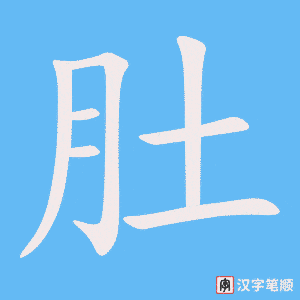 《肚》的笔顺动画写字动画演示