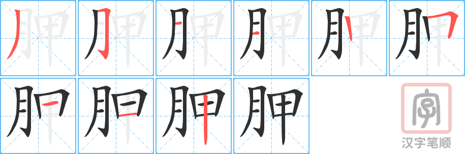 《胛》的笔顺分步演示（一笔一画写字）